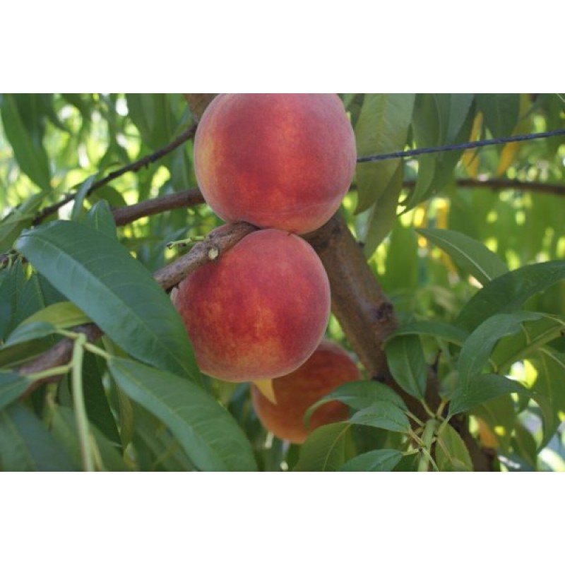 CRESTHAVEN ŞEFTALİ FİDANI